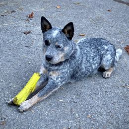 Josi - Australian Cattle Dog