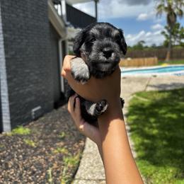 Girl 3 - Black and silver female Miniature Schnauzer puppy in Houston, Texas from Silver Paw Ranch