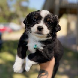 Libby - Black tri female Toy Australian Shepherd puppy in Polk City, Florida from Skaky Shepherds