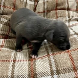 Ruth - Blue female Whippet puppy in Harlingen, Texas from Sincity Dogs Hobby Kennel