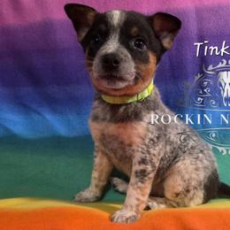 Tinker Bell - Blue female Australian Cattle Dog puppy in Silsbee, Texas from Rockin ND Ranch