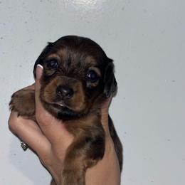 Sarabi - Brindle female Dachshund puppy in Lumberton, Mississippi from Doris’ Darlin Doxies & Doodles