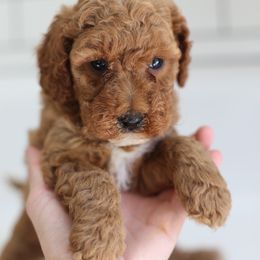 Piper - Apricot female Labradoodle puppy in Stevens, Pennsylvania from Pebble Paws Lane
