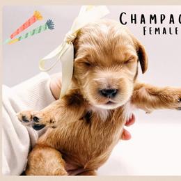 Champagne - Red  female Goldendoodle puppy in Hilton, New York from The House of Goldendoodle