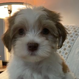 Zion AKC registered - Fawn sable male Havanese puppy in Cochran, Georgia from Dean Supreme