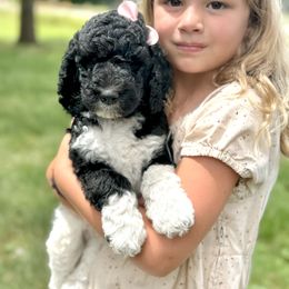 Poodle Puppies from Kirsten Kenning's Standard Poodle