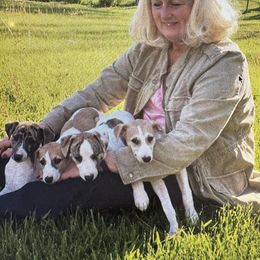 Whippets from Kathy's Whippets