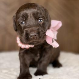 Aurora - Chocolate female Australian Labradoodle puppy in Citrus Heights, California from Elite Blend Labradoodles