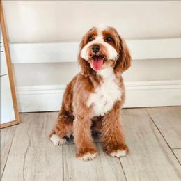 Junie - Goldendoodle