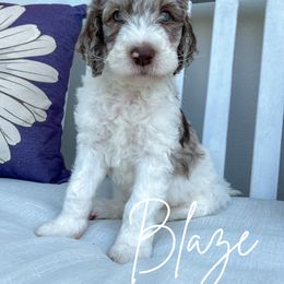 Blaze - Merle Goldendoodle puppy in Miami, Florida from Kalidoodlee