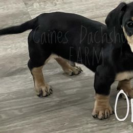 Onyx - Black and cream male Dachshund puppy in Cincinnati, Ohio from Caines Dachshund Farm