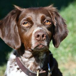 Aspen - Liver roan female Brittany puppy in Hollidaysburg, Pennsylvania from Royal Flush Farms