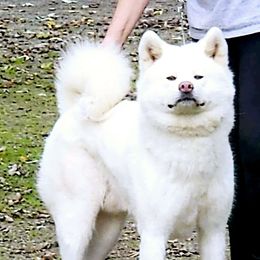 Haku - Japanese Akitainu