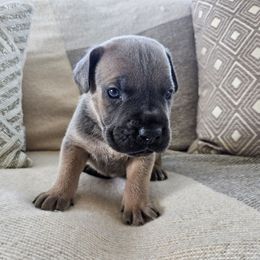 Formentino male - Gray and fawn male Cane Corso puppy in Jacksonville, North Carolina from Coliseum de Cassiope