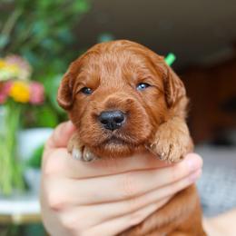 Valor - Red  male Goldendoodle puppy in Salado, Texas from Red Ranch Dogs
