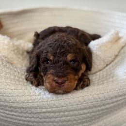 Brown phantom abstract - Brown female Bernedoodle puppy in Spring, Texas from At The Cross Kennel