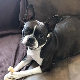 Boston Terriers and Rat Terriers from Sugar Baby Bostons