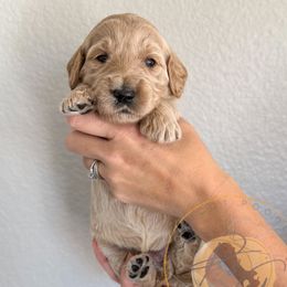 Shasta (seafoam collar) - Apricot female Goldendoodle puppy in Murrieta, California from Apricot Poodles & Goldendoodles, LLC