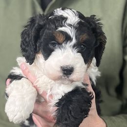 Girl 2 - female Bernedoodle puppy in Clarinda, Iowa from Root and Branch Bernedoodles