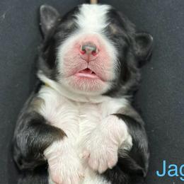 Jaguar - Tri-color male Bernedoodle puppy in El Campo, Texas from Little Fur Friends Bernedoodles