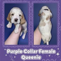 Purple Collar - Lemon and white female Basset Hound puppy in Callao, Virginia from Walk The Line Basset Hounds