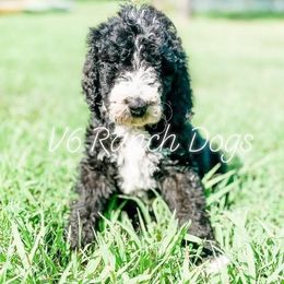 Aussiedoodles, Bernedoodles, Goldendoodles, and Sheepadoodles from V6 Ranch Dogs