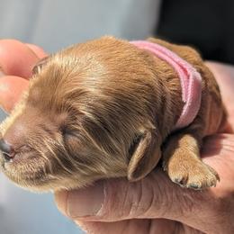 Pink collar - Cream female Goldendoodle puppy in Connecticut from Valley View Doodles