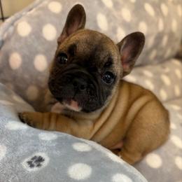 Blossom - Fawn and white female French Bulldog puppy in Madison, Wisconsin from MadCity Frenchies