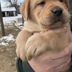 Labrador Retriever Puppies from Raising Hope Labradors
