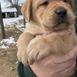 Labrador Retriever Puppies from Raising Hope Labradors