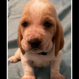 Black collar Male - Red and white male Basset Hound puppy in Columbia, South Carolina from Pawmetto Hounds