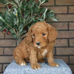 King - Red  male Goldendoodle puppy in Apopka, Florida from Rae Precious Puppies