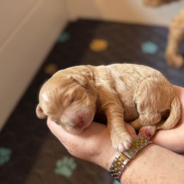 Boy 1 - Caramel red male Australian Labradoodle puppy in Waco, Texas from RainPuddle's Labradoodles