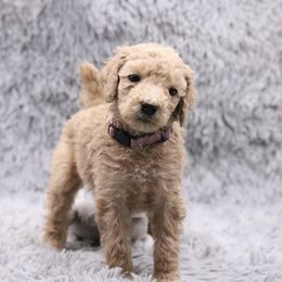 Poodle Puppies from Absolutely Pampered Poodles