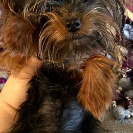 Yorkshire Terriers from My Pure Yorkies