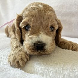 Ruffnut - Buff and white female Cockapoo puppy in Adrian, Oregon from ApplebyFarm