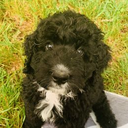 Bernedoodle Puppies from Moose Tracks Bernedoodles