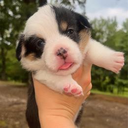 Belladonna (Bella) - Black and tan female Pembroke Welsh Corgi puppy in Benton, Arkansas from High Cotton Corgis