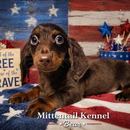 Bear - Chocolate and tan male Dachshund puppy in Hudson, Michigan from Mittentail Kennel Miniature Dachshunds & Australian Shepherds