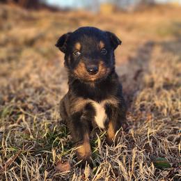 Prancer - Black tri-color male Australian Shepherd puppy in Spartanburg, South Carolina from Squirrelytail Farms