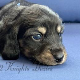 Derek💙 - Black and cream male Dachshund puppy in New Braunfels, Texas from 2 Knights Doxies