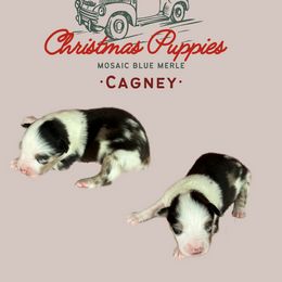 Miniature Australian Shepherd Puppies from Mini Aussie Finery