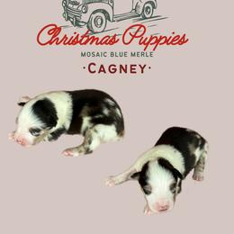 Miniature Australian Shepherd Puppies from Mini Aussie Finery