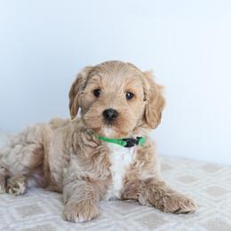 Green - Cream male Australian Labradoodle puppy in Williamstown, New York from Lewis Manor Labradoodles