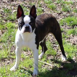 Dottie - Boston Terrier