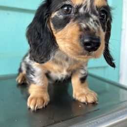 Dachshund Puppies from Cotton Hill Dachshunds