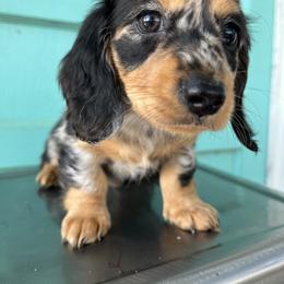 Dachshund Puppies from Cotton Hill Dachshunds