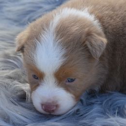 Gabby - Red merle Miniature Australian Shepherd puppy in Redfield, Kansas from CY Ranch Aussies