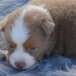 Gabby - Red merle Miniature Australian Shepherd puppy in Redfield, Kansas from CY Ranch Aussies