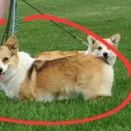 Remi - Pembroke Welsh Corgi